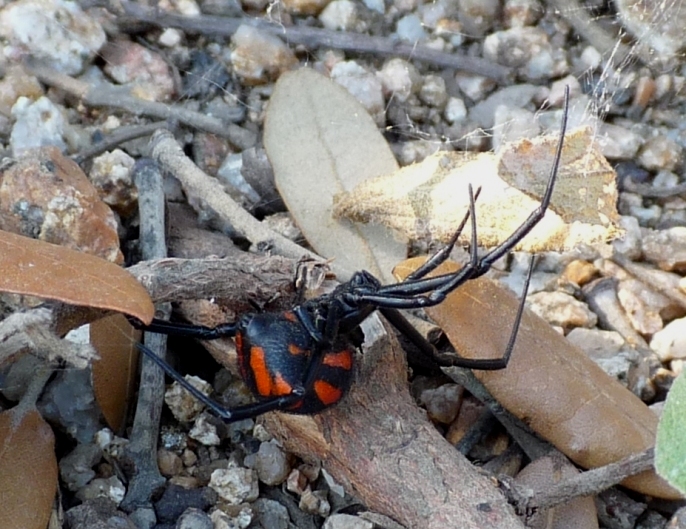 Ragni smagriti: Araneus diadematus e L. tredecimguttatus